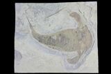 Eurypterus (Sea Scorpion) Fossil - New York #179499-1